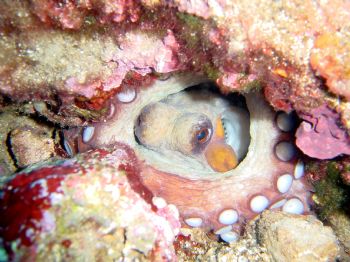 Hidden Octopus at Medes Iles in Spain by John De Jong 